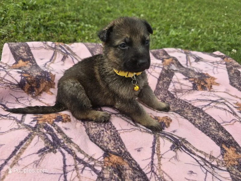 Miley – German Shepherd Dog puppy for sale in South Whitley, IN