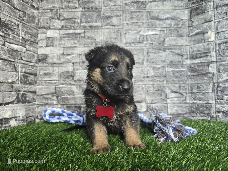 Gatlin – German Shepherd Dog puppy for sale in South Whitley, IN
