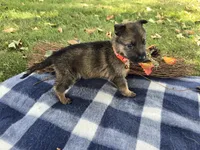 Max, a male German Shepherd Dog for sale in South Whitley, IN – 4 of 5