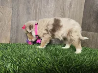 Bailey , a female Miniature Australian Shepherd for sale in South Whitley, IN – 2 of 4