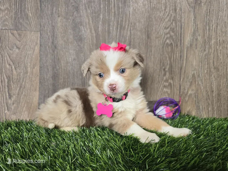 Bailey  – Miniature Australian Shepherd puppy for sale in South Whitley, IN
