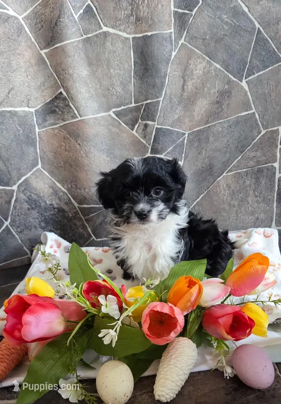 Misty – Havanese, Toy Australian Shepherd puppy for sale in South Whitley, IN