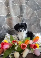 Misty, a female Havanese and Toy Australian Shepherd for sale in South Whitley, IN – Photo 4 of 10