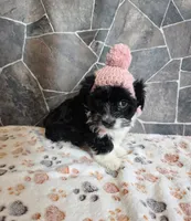 Misty, a female Havanese and Toy Australian Shepherd for sale in South Whitley, IN – Photo 8 of 10