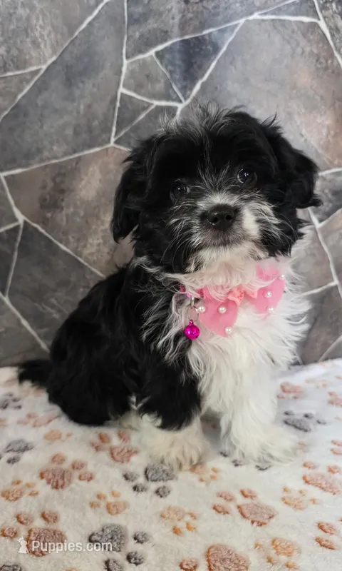 Misty – Havanese, Toy Australian Shepherd puppy for sale in South Whitley, IN