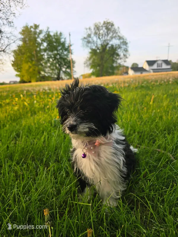 Misty – Havanese, Toy Australian Shepherd puppy for sale in South Whitley, IN