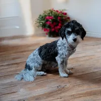 Misty, a female Havanese and Toy Australian Shepherd for sale in South Whitley, IN – Photo 9 of 10