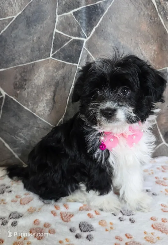Misty – Havanese, Toy Australian Shepherd puppy for sale in South Whitley, IN
