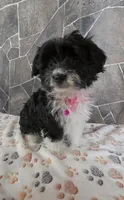Misty, a female Havanese and Toy Australian Shepherd for sale in South Whitley, IN – Photo 3 of 10