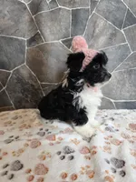 Misty, a female Havanese and Toy Australian Shepherd for sale in South Whitley, IN – Photo 7 of 10