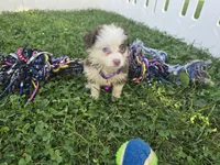Abby, a female Toy Australian Shepherd for sale in South Whitley, IN – 4 of 5