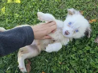 Dakota, a male Toy Australian Shepherd for sale in South Whitley, IN – 7 of 10