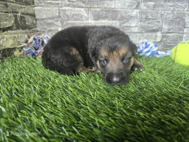 Milo  – German Shepherd Dog puppy for sale in South Whitley, IN