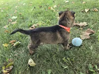Max, a male German Shepherd Dog for sale in South Whitley, IN – 5 of 5