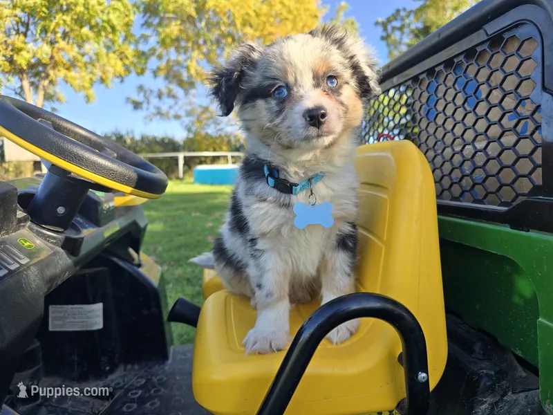 Cash – Toy Australian Shepherd puppy for sale in South Whitley, IN