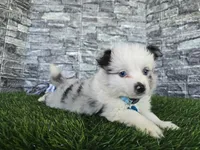 Jasper, a male Toy Australian Shepherd for sale in South Whitley, IN – 3 of 10