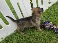 Misty, a female German Shepherd Dog for sale in South Whitley, IN – 2 of 3