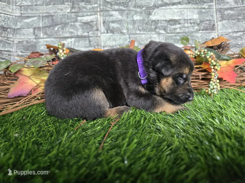 Joy – German Shepherd Dog puppy for sale in South Whitley, IN