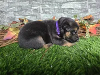 Joy, a female German Shepherd Dog for sale in South Whitley, IN – 1 of 6