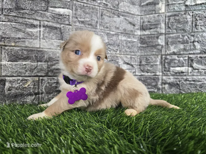 Bailey  – Australian Shepherd puppy for sale in South Whitley, IN