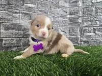 Bailey , a female Miniature Australian Shepherd for sale in South Whitley, IN – 1 of 6
