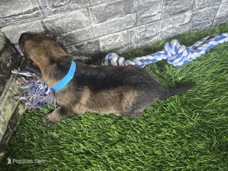 Miles – German Shepherd Dog puppy for sale in South Whitley, IN
