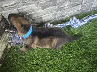 Miles, a male German Shepherd Dog for sale in South Whitley, IN – 1 of 4