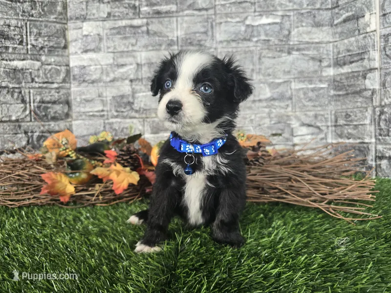 Bear/Black Bi/blue eyes – Toy Australian Shepherd puppy for sale in South Whitley, IN