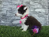 Sugar, a female Toy Australian Shepherd for sale in South Whitley, IN – 2 of 6