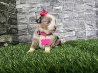 Beauty , a female Miniature Australian Shepherd for sale in South Whitley, IN – 2 of 6