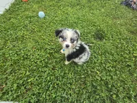 Cash, a male Toy Australian Shepherd for sale in South Whitley, IN – 2 of 8