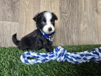 Bear/Black Bi/blue eyes, a male Toy Australian Shepherd for sale in South Whitley, IN – 4 of 4