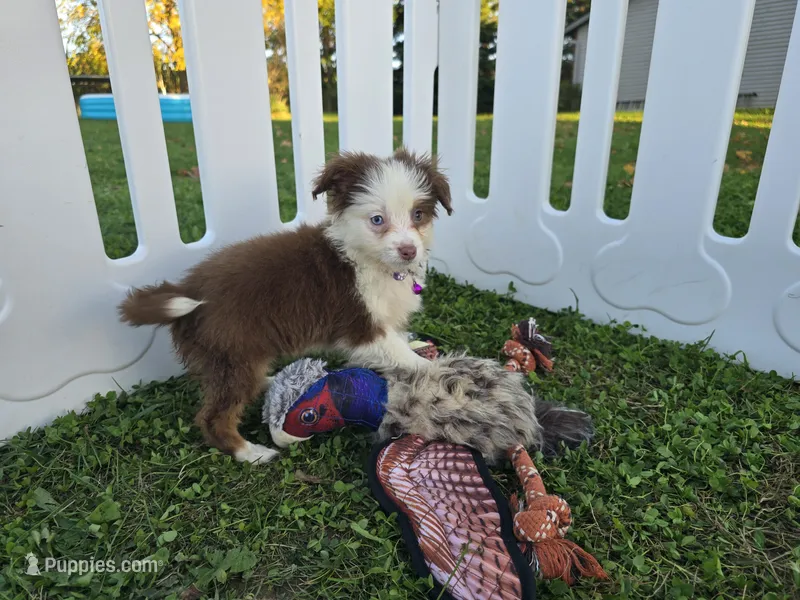Abby – Toy Australian Shepherd puppy for sale in South Whitley, IN