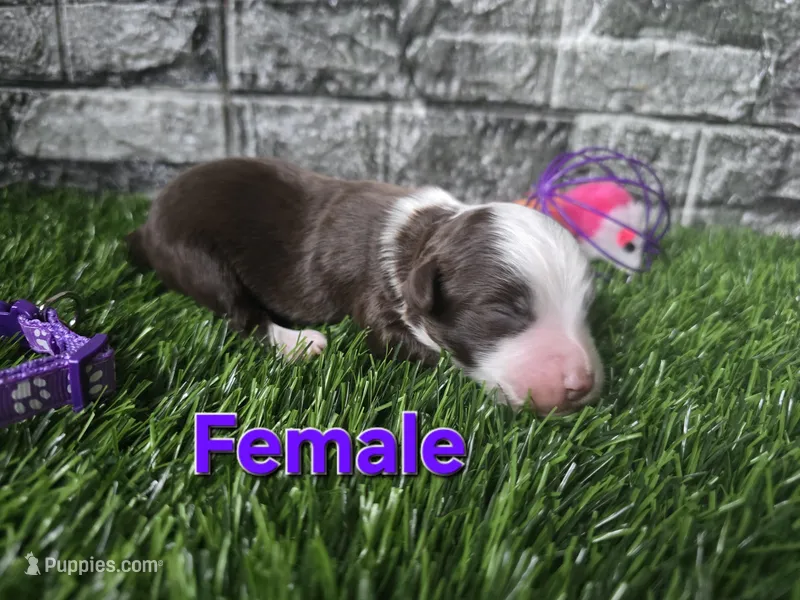 Sunshine – Toy Australian Shepherd puppy for sale in South Whitley, IN