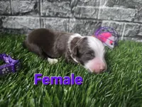 Sunshine, a female Toy Australian Shepherd for sale in South Whitley, IN – 1 of 3