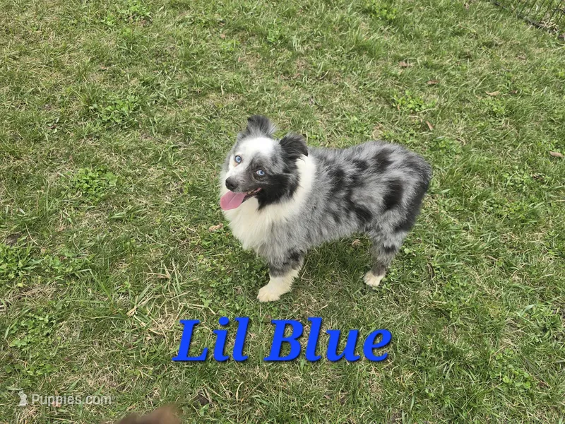 Upcoming Litter  – Toy Australian Shepherd puppy for sale in South Whitley, IN