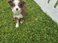 Buddy, a male Toy Australian Shepherd for sale in South Whitley, IN – 3 of 7