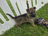 Misty, a female German Shepherd Dog for sale in South Whitley, IN – 3 of 3