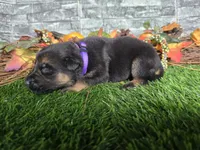 Joy, a female German Shepherd Dog for sale in South Whitley, IN – 3 of 6