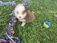 Abby, a female Toy Australian Shepherd for sale in South Whitley, IN – 2 of 5