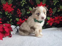 Belle~Red Merle, a female Toy Australian Shepherd for sale in South Whitley, IN – Photo 1 of 5