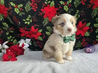 Belle~Red Merle, a female Toy Australian Shepherd for sale in South Whitley, IN – Photo 5 of 5