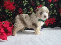 Belle~Red Merle, a female Toy Australian Shepherd for sale in South Whitley, IN – Photo 2 of 5