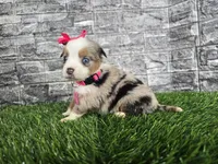 Beauty , a female Miniature Australian Shepherd for sale in South Whitley, IN – 4 of 6