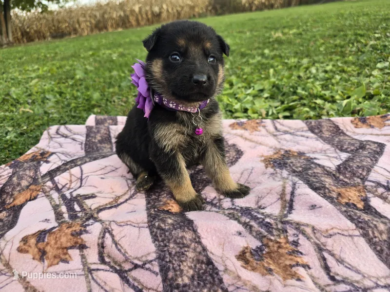 Joy – German Shepherd Dog puppy for sale in South Whitley, IN