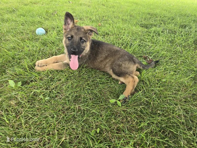 Sunshine – German Shepherd Dog puppy for sale in South Whitley, IN