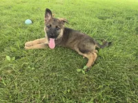 Sunshine, a female German Shepherd Dog for sale in South Whitley, IN – 1 of 4