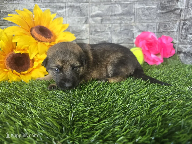Miley – German Shepherd Dog puppy for sale in South Whitley, IN