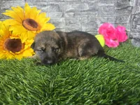 Miley, a female German Shepherd Dog for sale in South Whitley, IN – 1 of 6