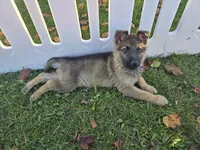 Misty** REDUCED , a female German Shepherd Dog for sale in South Whitley, IN – 3 of 6